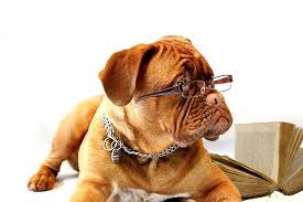image of dog wearing glasses