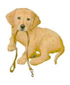 image: dog with leash