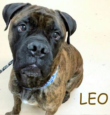 Leo