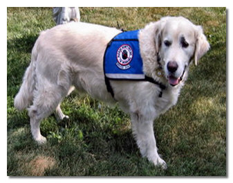 Choya, Service Dog