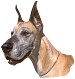 Great Dane head