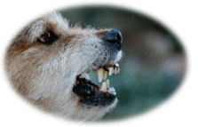 dog snarling