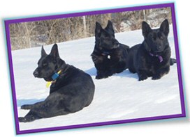 German Shepherds