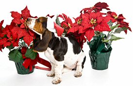 image:  dog with poinsettia