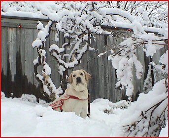 Tigger - Guide Dog in Training